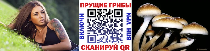кракен зеркало  Белогорск  Галлюциногенные грибы мицелий 